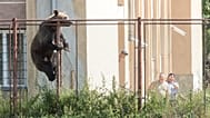 Az erdélyi Csíkszereda iskolájába bemászott medvét kergetik ki 