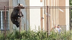 Transsilvanien: Bär klettert in Schule in Csíkszereda, Retter treiben ihn hinaus