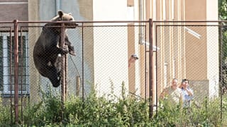 Transsilvanien: Bär klettert in Schule in Csíkszereda, Retter treiben ihn hinaus