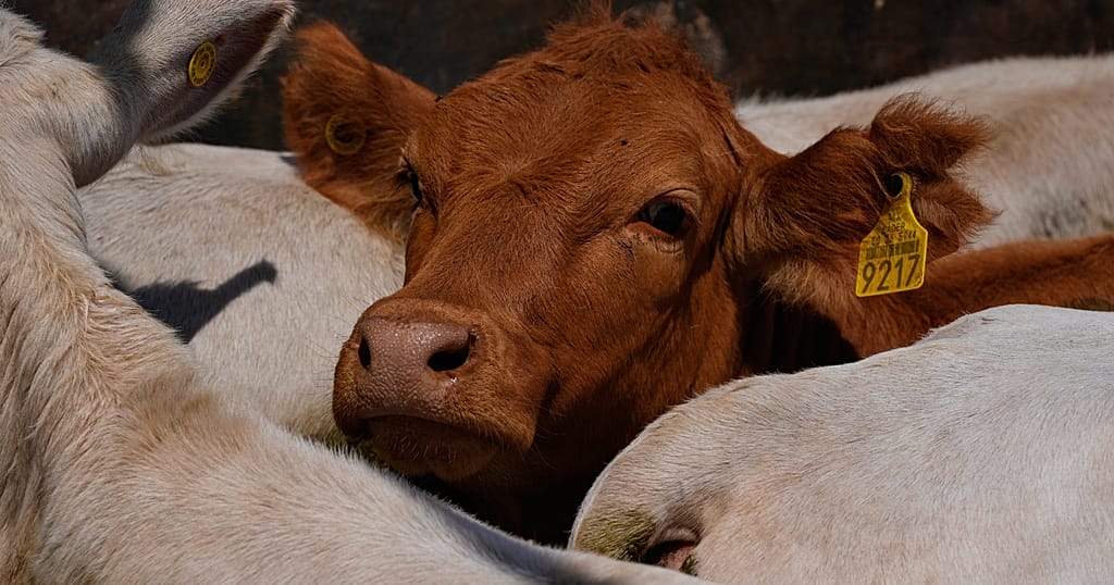Namibia loses access to a beef market buying over 80% of its exports — Photo: Africanews