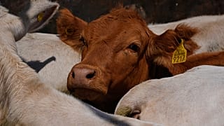 EU suspends imports of meat from Namibia over FMD fears