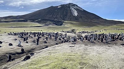Una colonia de pingüinos de barbijo en la isla Zavodovski
