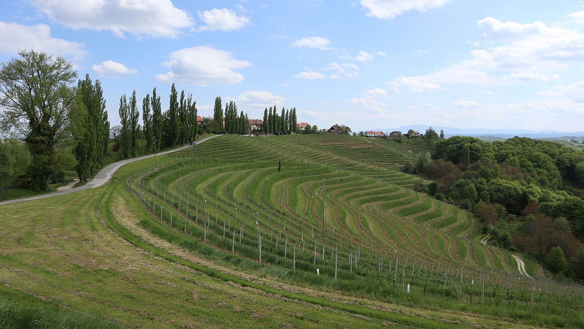 Die besten Weinregionen Europas: Slowenien schlägt Frankreich und ...