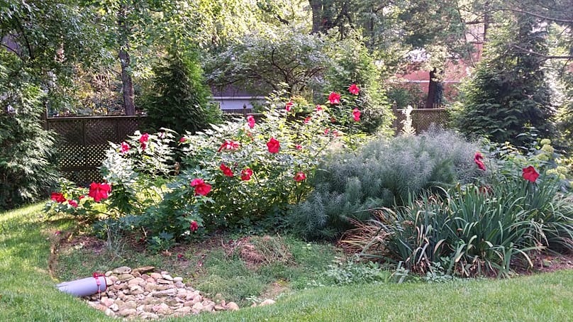 Un jardín de lluvia con plantaciones maduras aparece en el condado de Montgomery, Maryland, el 14 de septiembre de 2014.