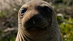 A female elephant seal watches visitors on a tour of Año Nuevo State Park, Friday, Jan. 16, 2026, in Pescadero, Calif.