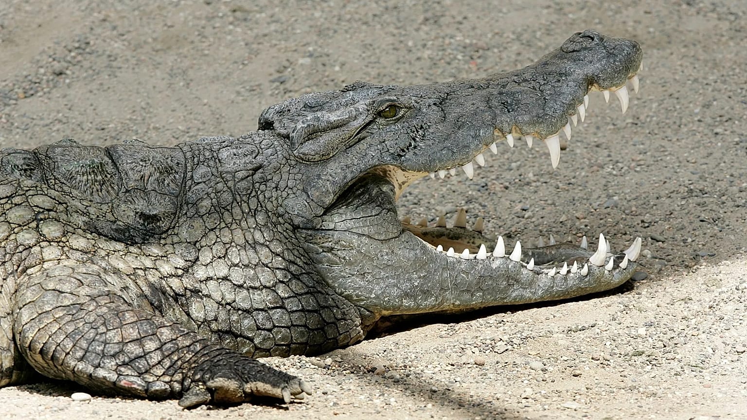 أرشيف: تمساح نيلي (Crocodylus niloticus) في حديقة حيوان بازل، 13 حزيران 2007