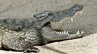 ARQUIVO: Crocodilo-do-Nilo (Crocodylus niloticus) no jardim zoológico de Basileia, 13 de junho de 2007
