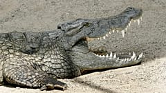 FILE: Ein Nilkrokodil (Crocodylus niloticus) im Zoo Basel, 13. Juni 2007