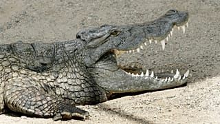 ARCHIVES : un crocodile du Nil (crocodylus niloticus) au zoo de Bâle, 13 juin 2007