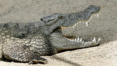 FILE: Ein Nilkrokodil (Crocodylus niloticus) im Zoo Basel, 13. Juni 2007
