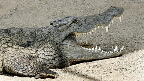 FILE: A nile crocodile (crocodylus niloticus) in the zoo of Basel, 13 June 2007