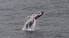 A whale breaches off the coast of Santa Maria del Mar beach, south of Lima, Peru, Sunday, July 26, 2026. 