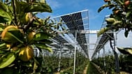 Pannelli solari speciali sono installati sopra un meleto biologico in un progetto di ricerca agrivoltaico a Gelsdorf, nella Germania occidentale, il 30 agosto 2022.