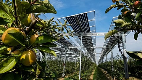 Special mounted solar panels are installed over a biological apple fruit tree plantation at an Agrivoltaics research project in Gelsdorf, western Germany, Aug. 30, 2022.