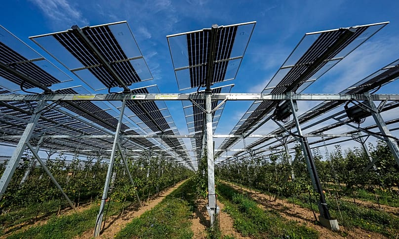Pannelli solari speciali sono installati sopra un meleto biologico nell’ambito di un progetto di ricerca sull’agrovoltaico a Gelsdorf, nella Germania occidentale, 30 agosto 2022.
