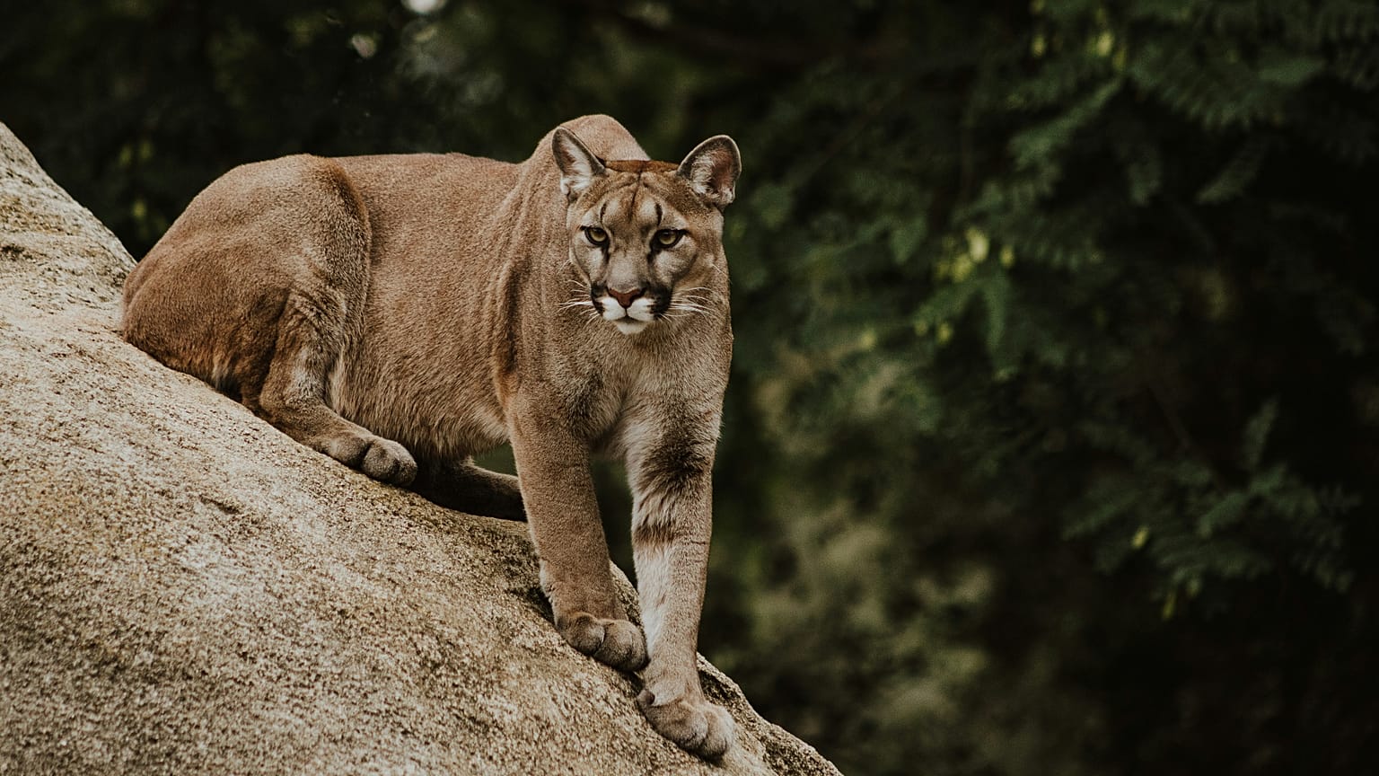 Puma im Umfeld des Münchner Flughafens gesichtet: Polizei sucht mit Drohnen und Hubschrauber