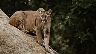 Puma im Umfeld des Münchner Flughafens gesichtet: Polizei sucht mit Drohnen und Hubschrauber