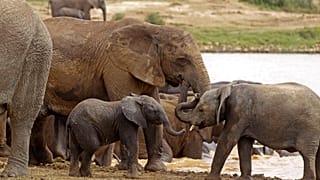 WWF report says reason for hope despite wildlife population decline