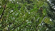 Kirschlorbeer - eine invasive Art, die zunehmend der heimischen Vegetation den Platz streitig macht