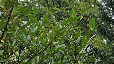 Kirschlorbeer - eine invasive Art, die zunehmend der heimischen Vegetation den Platz streitig macht