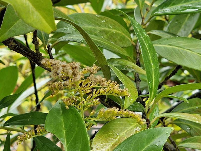 Bei Gartenbesitzern ist die immergrüne Pflanze beliebt