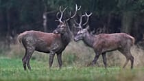 Le nouveau rapport de planète vivante du WWF dresse un constat alarmant 