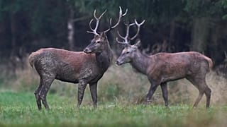 Le nouveau rapport de planète vivante du WWF dresse un constat alarmant 