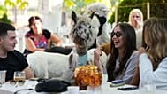 This Serbian cafe lets you enjoy your coffee alongside alpacas