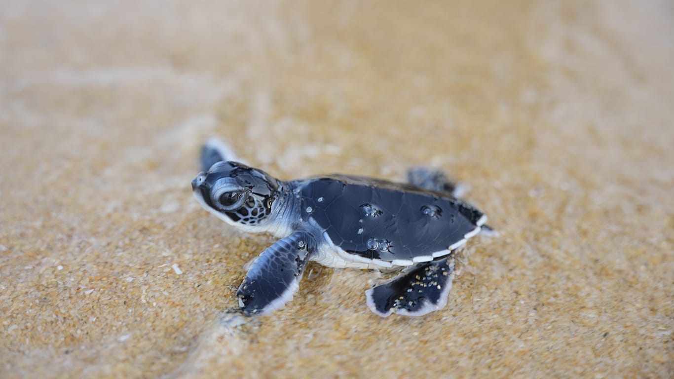 Green turtle hatchlings head to sea after release in Kijal, Terengganu, Malaysia, Saturday, Aug. 22, 2026.