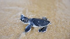 Green turtle hatchlings head to sea after release in Kijal, Terengganu, Malaysia, Saturday, Aug. 22, 2026.