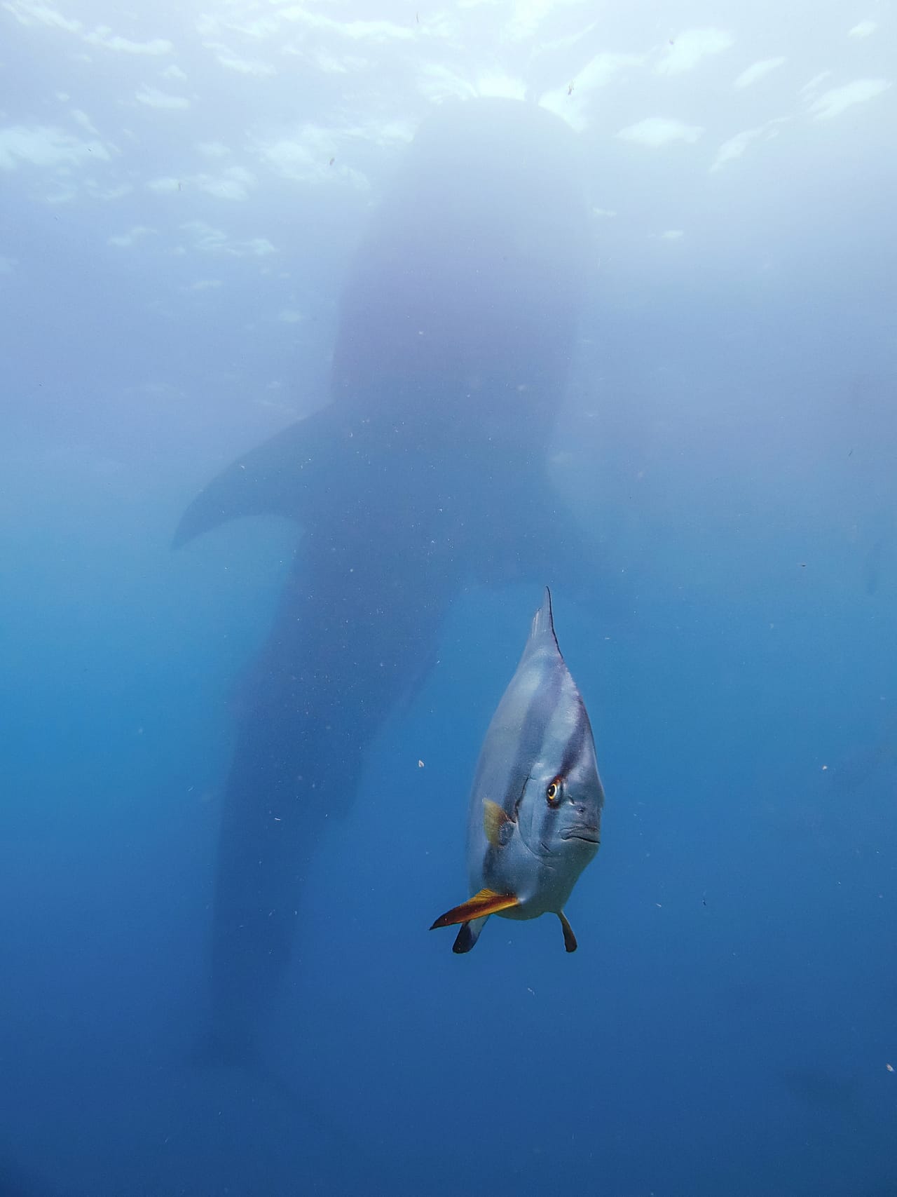 Um spadefish muito pressionado, de Kyo Chen