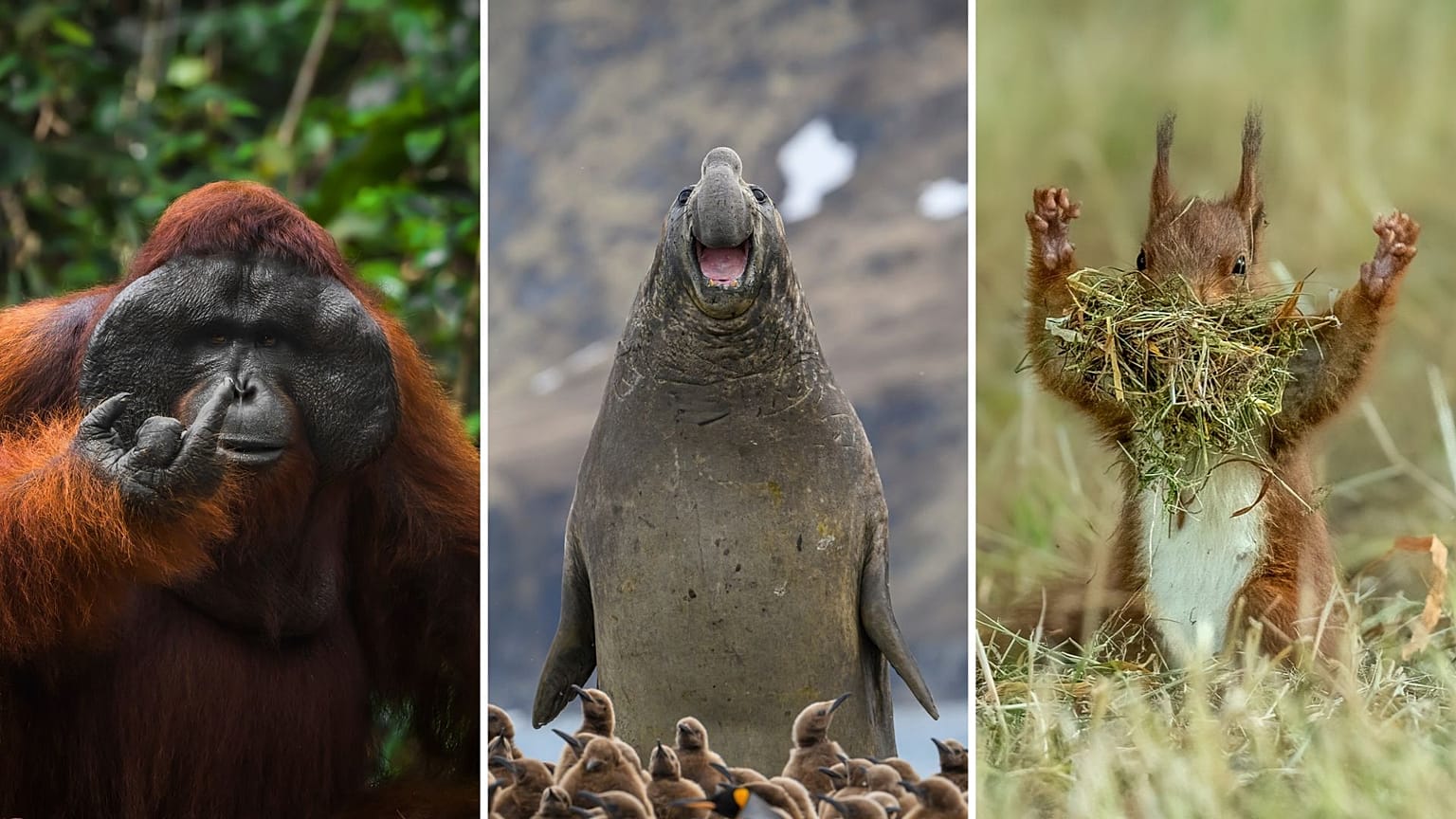 Veja as fotos de vida selvagem mais engraçadas do ano