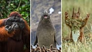 Descubre las fotos de fauna salvaje más divertidas del año