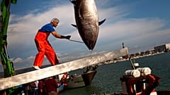 FILE: A crane hoists an Atlantic bluefin tuna during the opening of the tuna fishing season in the port of Barbate, southern Spain, in April 2011.