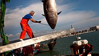 ARCHIVES : Une grue hisse un thon rouge de l'Atlantique lors de l'ouverture de la saison de pêche au thon dans le port de Barbate, dans le sud de l'Espagne, en avril 2011.