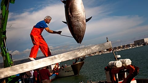 FILE: A crane hoists an Atlantic bluefin tuna during the opening of the tuna fishing season in the port of Barbate, southern Spain, in April 2011.