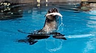 Seltener subantarktischer Seebär in seinem Trainingsbecken im Taronga Zoo