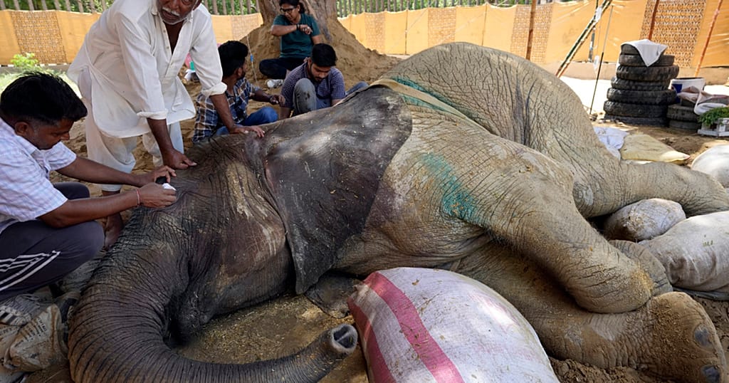 The illness of an elephant rekindles the debate on conservation in zoos