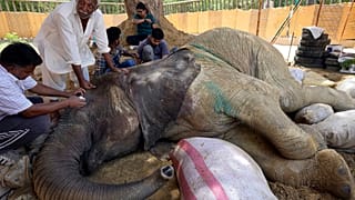 La maladie d'une éléphante ravive le débat sur la conservation dans les zoos