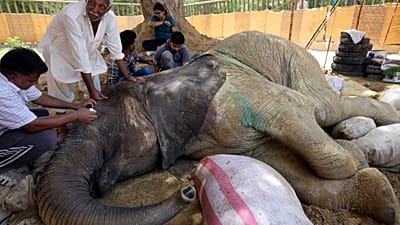 Foreign veterinary team examines ailing African elephant in Pakistan