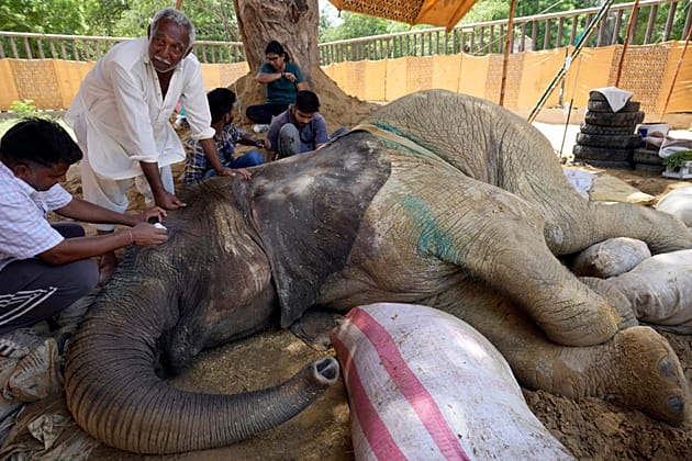 La maladie d'une éléphante ravive le débat sur la conservation dans les zoos