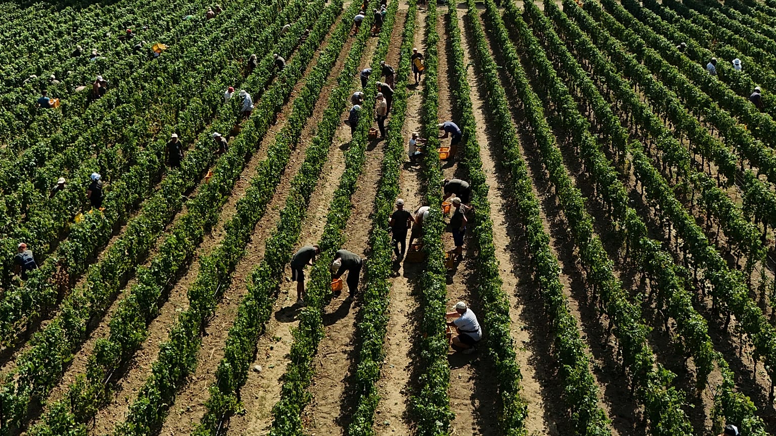 Operai raccolgono uve da vino durante la vendemmia a Corte Franca, nel nord Italia, giovedì 6 agosto 2026.