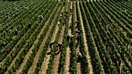 Workers pick wine grapes during the harvest in Corte Franca, northern Italy, Thursday, Aug. 6, 2026.