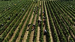 Workers pick wine grapes during the harvest in Corte Franca, northern Italy, Thursday, Aug. 6, 2026.