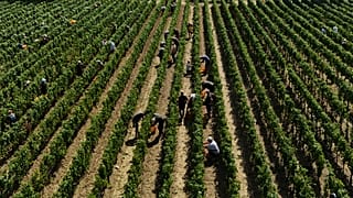 Workers pick wine grapes during the harvest in Corte Franca, northern Italy, Thursday, Aug. 6, 2026.