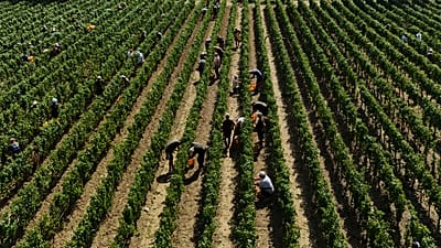 Workers pick wine grapes during the harvest in Corte Franca, northern Italy, Thursday, Aug. 6, 2026.