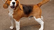 Archivio - foto di un beagle
