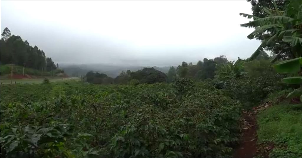 Kenya: Agricultural Losses as a Source of Mental Illness for Farmers?