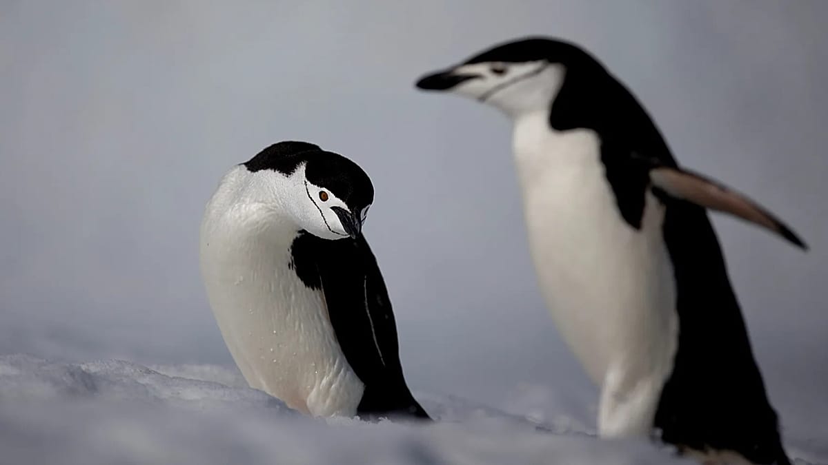 Antarctic penguins emit up to 7 million tonnes of methane a year, study finds