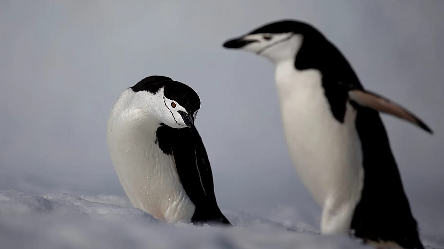 ARCHIVO: Unos pingüinos barbijo caminan con paso bamboleante por la isla Robert, en el archipiélago de las islas Shetland del Sur, en la Antártida.